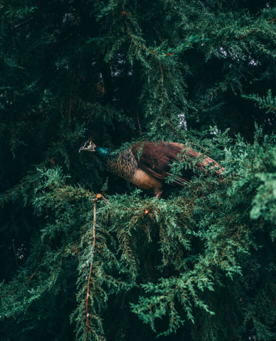 A vertical shot of a peacock perched on a pine tree