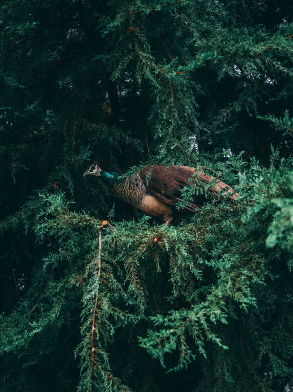 A vertical shot of a peacock perched on a pine tree